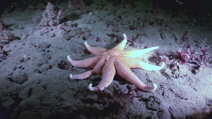 A nine-armed starfish rests on the ocean floor of the White Sea. The marine creature is surrounded by sand, small rocks, and some sea plants as it sits under the water.