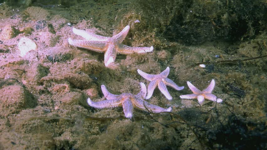 A gathering of starfish on the seabed of the White Sea in Russia. They are pink and white, and various sizes. The background is rocky and covered in marine plants.