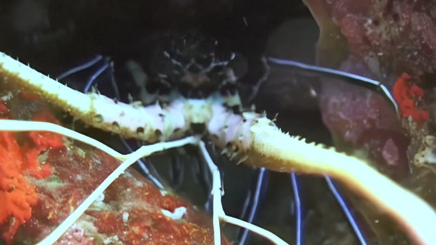 Underwater, a Caribbean Spiny Lobster explores its coral reef habitat at night. The crustacean moves slowly, antennae waving, searching for food among the colorful corals.