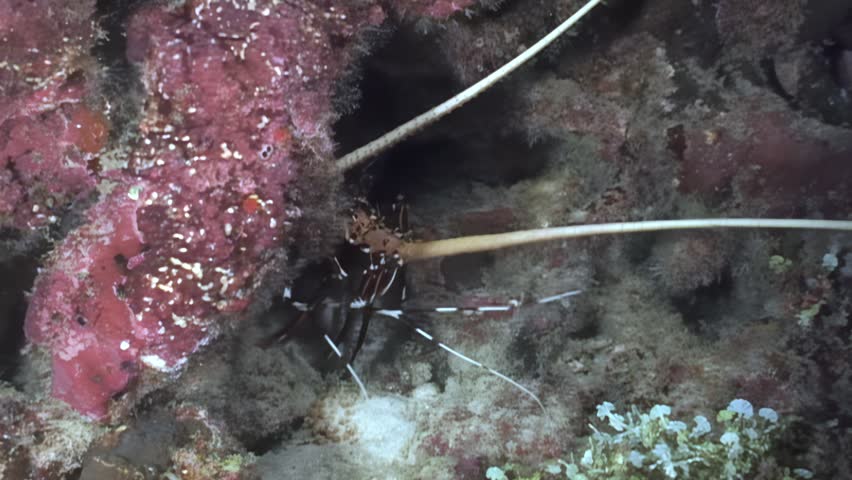 A spiny lobster, camouflaged with white spots, peeks out from a crevice in a coral reef in the Caribbean Sea. The lobster is surrounded by colorful coral and marine life at night.