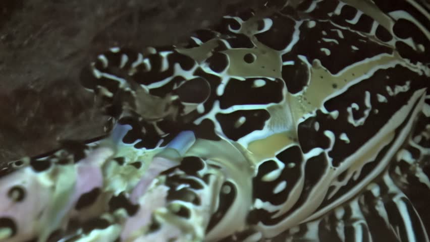 A colorful spiny lobster rests at the bottom of the ocean during a night dive in the Bahamas. The creature explores its environment during the evening.
