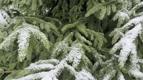 Snowfall on a snow-covered Christmas tree in winter forest. Peaceful holiday atmosphere with falling snowflakes, serene nature background for winter and Christmas scenes - Powered by Shutterstock - Get 15% off with code: PIKWIZARD15