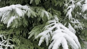 Snowfall on a snow-covered Christmas tree in winter forest. Peaceful holiday atmosphere with falling snowflakes, serene nature background for winter and Christmas scenes - Powered by Shutterstock - Get 15% off with code: PIKWIZARD15