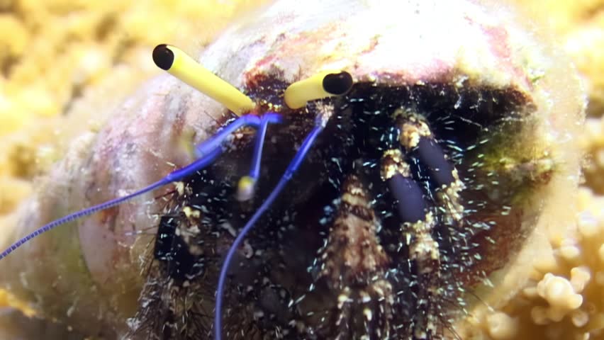 A small Hermit crab with bright blue antennae explores the sandy bottom. The tiny creature peers out of its shell, searching for food along the seabed during early daylight hours in the Caribbean Sea.