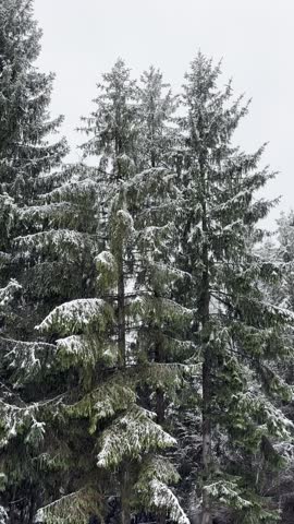 Snow falling in a snowy winter forest. Peaceful cold season landscape with falling snowflakes, quiet nature scene, winter wilderness background for holiday and seasonal videos