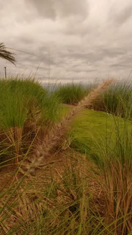 Portrait of grass on the hill