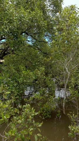 Mangroves on the Gold Coast