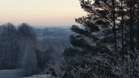 winter, forest, frosty, trees, nature, woodland, frost, mixed forest, evergreen, deciduous, seasonal, cold, landscape, outdoors, tranquil, snowless, environment, serene, texture, climate, wintry, atmo - Powered by Shutterstock - Get 15% off with code: PIKWIZARD15