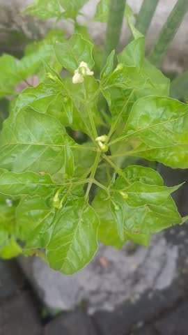 A young chili plants, commonly known as wild chili or bird's eye chili