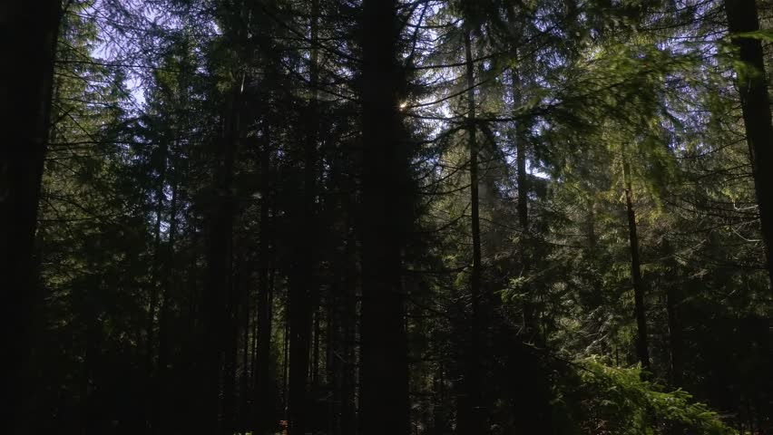 Golden Sunlight Shining Through Green Trees in Peaceful Forest Nature
