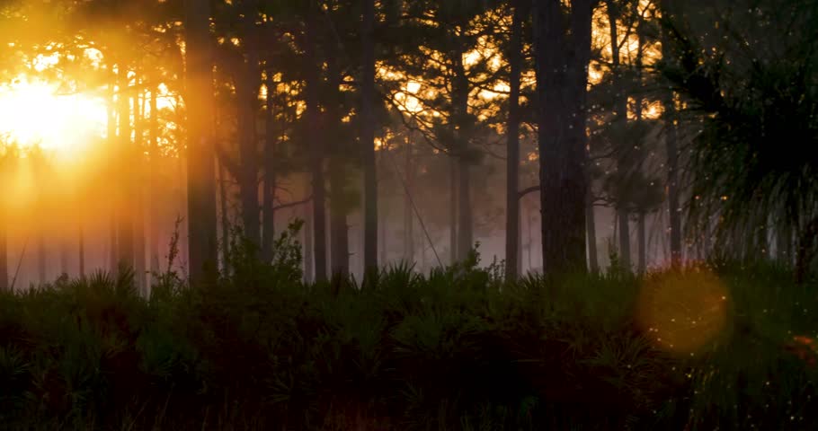 Pine, tree, forest, florida, sunset, nature, landscape, goldenhour, outdoors, woodland, evening, sunlight, silhouette, foliage, environment, scenic, natural, wilderness, treeline, warmglow, horizon.