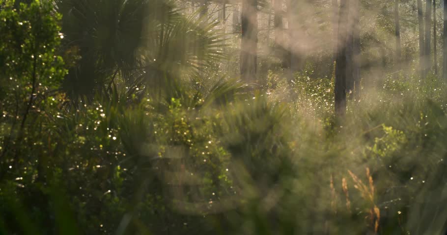 spiderweb, pine, tree, nature, usa, forest, outdoors, foliage, morningdew, natural, scenic, wildlife, environment, treeline, ecosystem, flora, woodland, greenery, naturalbeauty, dew, intricate.