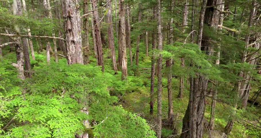 Alaska, drone, trees, forest, aerial, nature, wilderness, landscape, greenery, environment, woods, outdoor, scenic, aerialview, treetops, natural, wild, exploration, travel, adventure, remote.