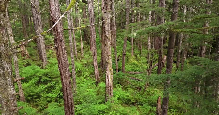 Alaska, drone, trees, forest, aerial, nature, wilderness, landscape, greenery, environment, woods, outdoor, scenic, aerialview, treetops, natural, wild, exploration, travel, adventure, remote.