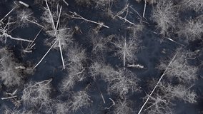 Drone view of a frozen swamp with leafless trees and fallen trunks creating abstract natural patterns in a cold, desolate winter landscape. - Powered by Shutterstock - Get 15% off with code: PIKWIZARD15