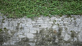 Ivy covered stone wall showing weathered masonry and climbing vines, soft defocused texture for garden background; background backplate copyspace template. - Powered by Shutterstock - Get 15% off with code: PIKWIZARD15