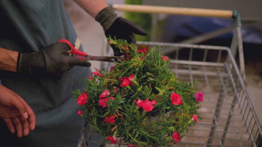 Professional gardener