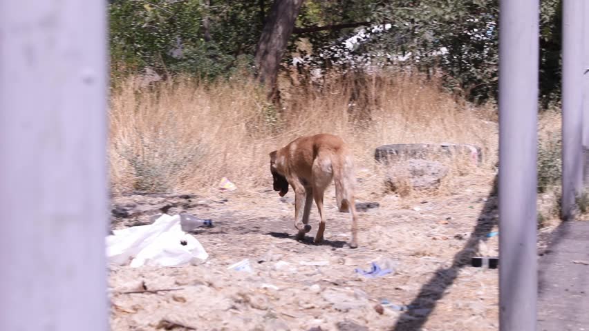 A medium shot of a stray dog with brown and black fur, panting with its tongue out. The dog is lying down on dusty ground, under what appears to be the chassis of a vehicle. 