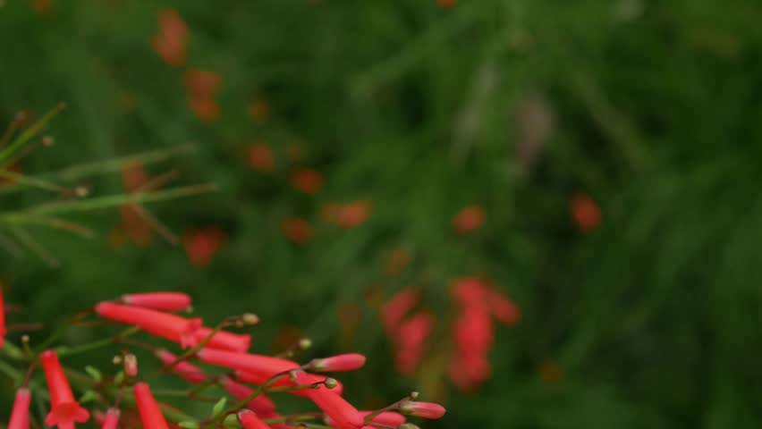 Red Russelia Equisetiformis Firecracker Plant Tubular Flowers Blooming on Green Background Bokeh