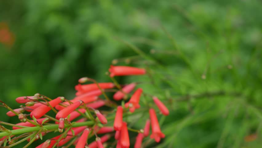 Red Russelia Equisetiformis Firecracker Plant Tubular Flowers Blooming on Green Background Bokeh