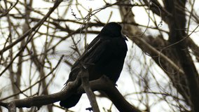 Close-up portrait of a large black bird, likely a rook or crow, perched on a bare winter branch. A detailed wildlife shot with the bird's silhouette against a bright sky. Solitude and cold season them - Powered by Shutterstock - Get 15% off with code: PIKWIZARD15