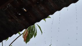 Raindrops Dripping from Corrugated Metal Roof with Leaves and Overcast Sky Background - Powered by Shutterstock - Get 15% off with code: PIKWIZARD15