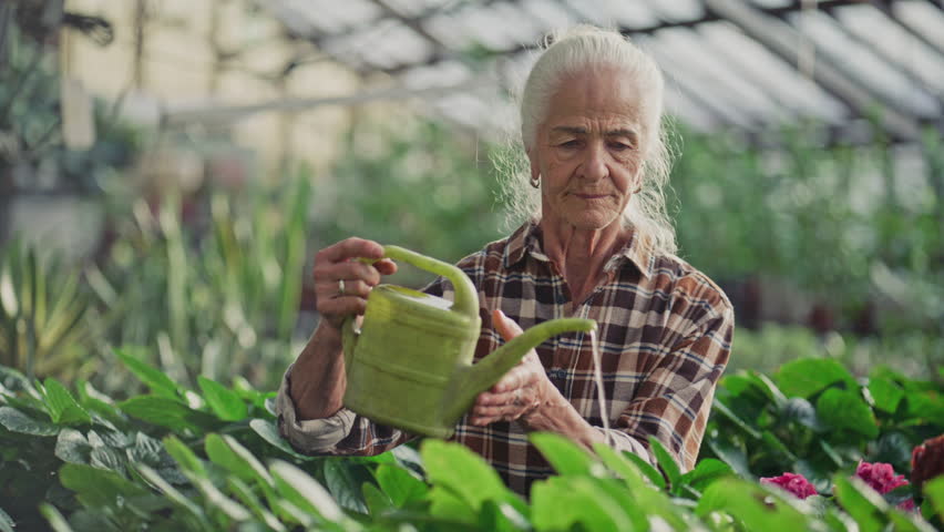 Elderly woman smiling as watering lush green plants with plastic watering can while working in greenhouse
