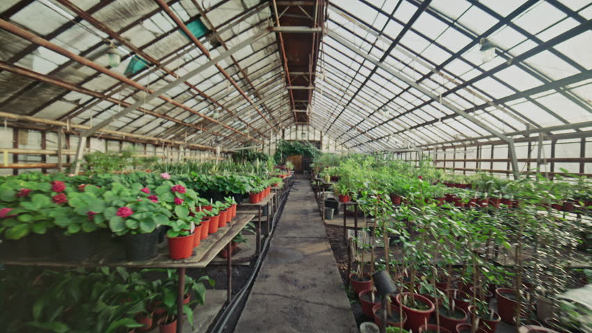 Walkthrough shot of spacious commercial greenhouse with rows of potted plants and gardening equipment under glass ceiling