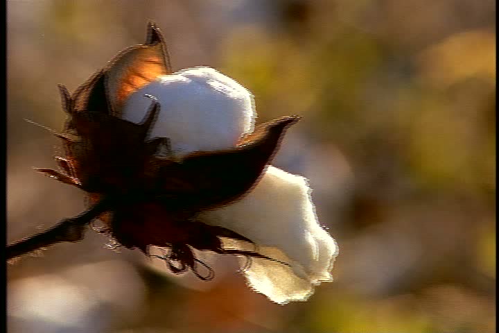  CU cotton boll on cotton plant  in Mississippi. A light breeze is blowing.