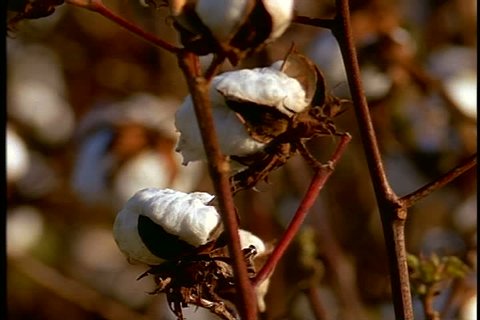 CU fluffy white cotton bolls on cotton plant in light breeze  in Mississippi. Camera pans right over more cotton bolls.