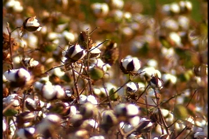 MS cotton plants in cotton field  in Mississippi. Plants in background are out of focus. Cotton is blowing in light breeze. Camera pans right over cotton plants.