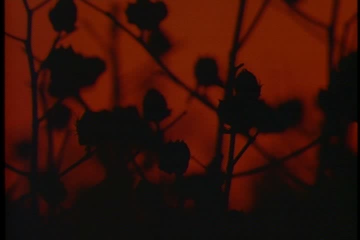  MS silhouettes of dark tangle of cotton plants against dark reddish orange sky  in Mississippi. Camera pans right.