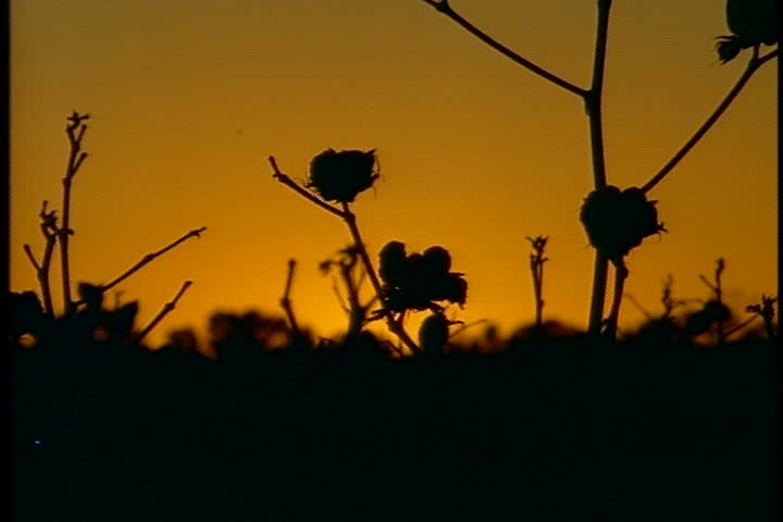 Silhouettes of MS cotton field, with several plants sticking up higher than the others, against dark orange sky  in Mississippi.