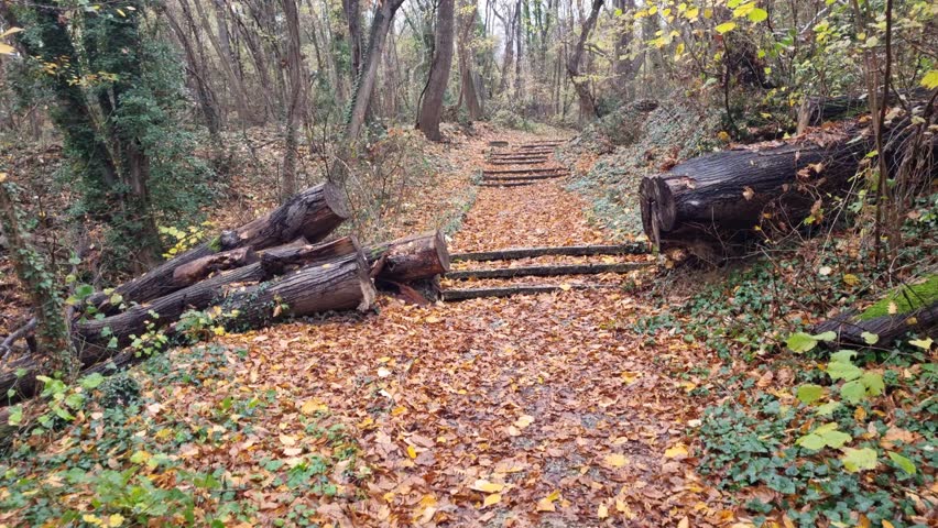 Dynamic forest trail surrounded by fallen leaves and autumn trees, captured with smooth motion, showing natural textures, wooden steps, and peaceful seasonal atmosphere.