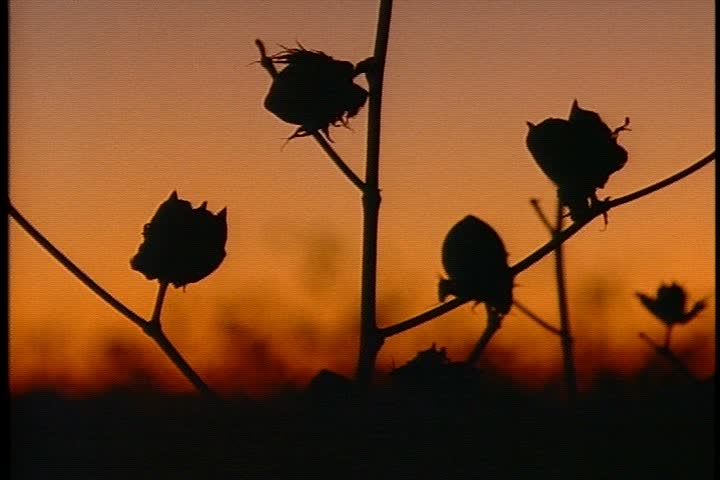 MS silhouettes of cotton bolls on cotton plants against orange sunset sky  in Mississippi.