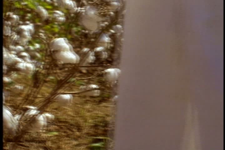 Re-creation of slaves working in cotton field  in Mississippi. CU black hands picking cotton bolls from cotton plants. Camera pans right over many pairs of hands picking cotton. | Shutterstock HD Video #3946697