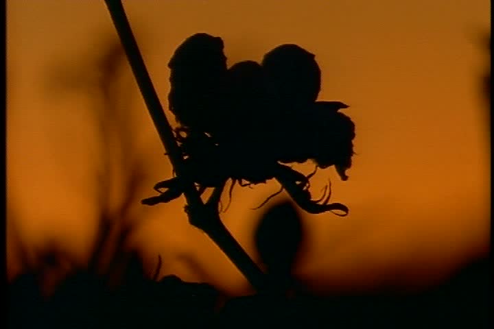 Silhouette of CU cotton boll on stem against dark orange sky  in Mississippi.