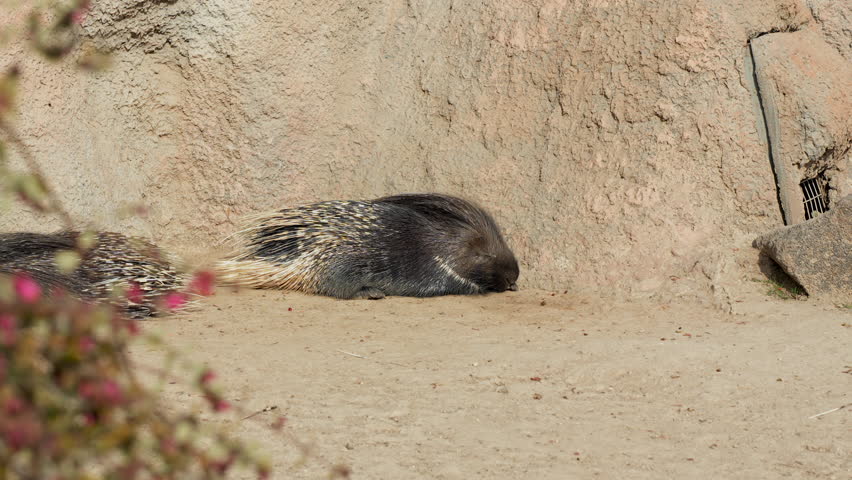 A resting porcupine lying on sandy ground near a rocky wall inside a zoo enclosure, showing its quills, natural colors and calm behavior in a bright outdoor habitat.