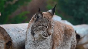 4k video of a lynx looking intently in the forest. - Powered by Shutterstock - Get 15% off with code: PIKWIZARD15