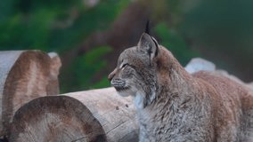 4k video of a lynx looking intently in the forest. - Powered by Shutterstock - Get 15% off with code: PIKWIZARD15