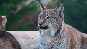 4k video of a lynx looking intently in the forest. - Powered by Shutterstock - Get 15% off with code: PIKWIZARD15