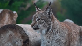 4k video of a lynx looking intently in the forest. - Powered by Shutterstock - Get 15% off with code: PIKWIZARD15