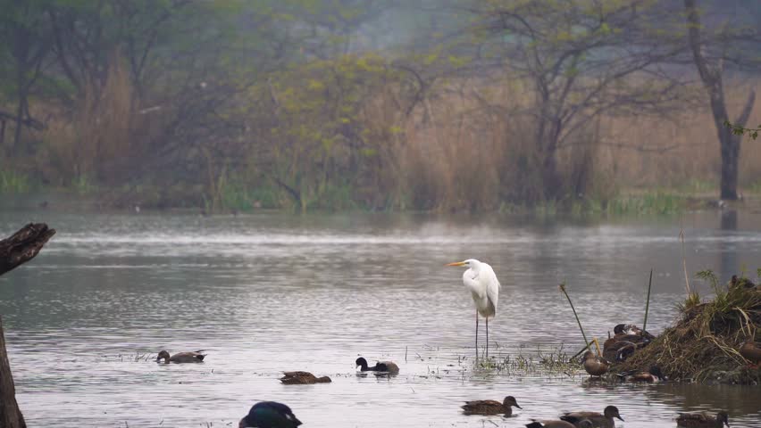 zoomed in shot of white egret bird standing in water in the middle of a swamp, marsh. lake shot on a foggy morning at Sultanpur national park in Delhi showing these migratory birds that visit in