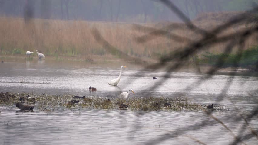 zoomed in shot of white egret bird standing in water in the middle of a swamp, marsh. lake shot on a foggy morning at Sultanpur national park in Delhi showing these migratory birds that visit in