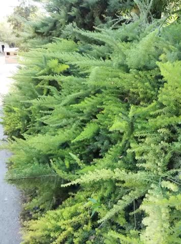 Bushy Green Hedge Plants – Lush Foliage Garden Shrub