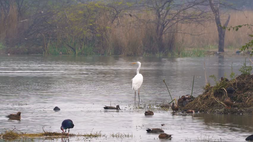 zoomed in shot of white egret bird standing in water in the middle of a swamp, marsh. lake shot on a foggy morning at Sultanpur national park in Delhi showing these migratory birds that visit in