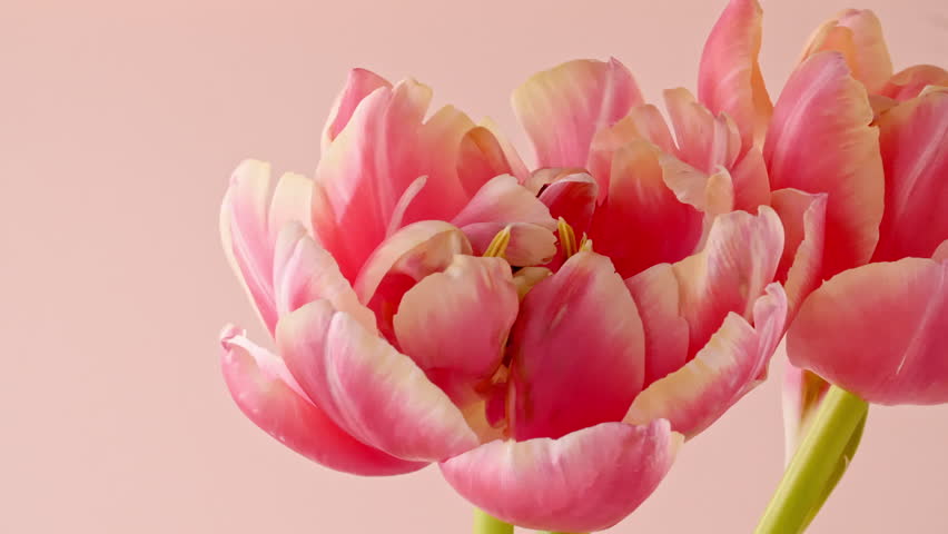 Tulip bouquet, spring flower macro shot. Flower close up, soft petals of beautiful tulip. Wedding backdrop, Valentine