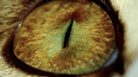 Extreme close-up macro shot of a mysterious cat's eye. Detailed texture of the amber iris and vertical slit pupil. Dangerous and predatory gaze of a feline animal. - Powered by Shutterstock - Get 15% off with code: PIKWIZARD15