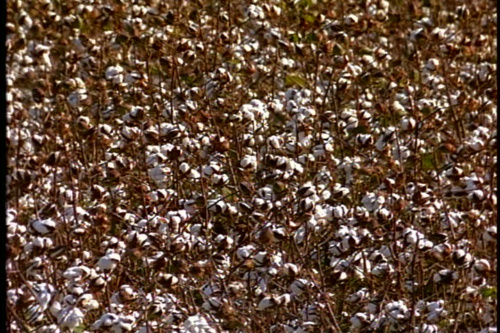 WS cotton plants in cotton field in Mississippi. Cotton is blowing in light breeze. Camera pans right over cotton plants.