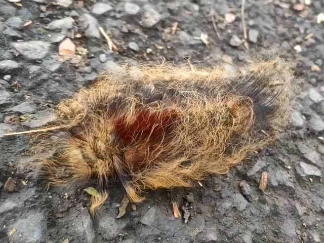 Close up Puss caterpillar (Megalopyge opercularis) on the ground